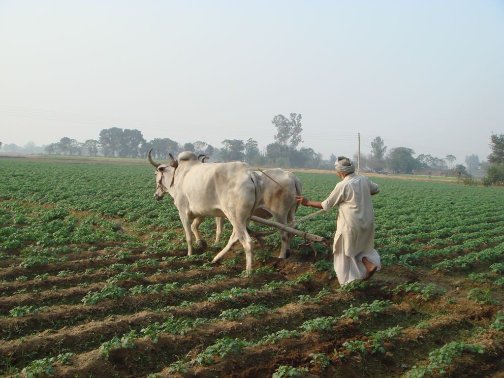 Potato Farming in punjab